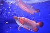 24k Golden arowana